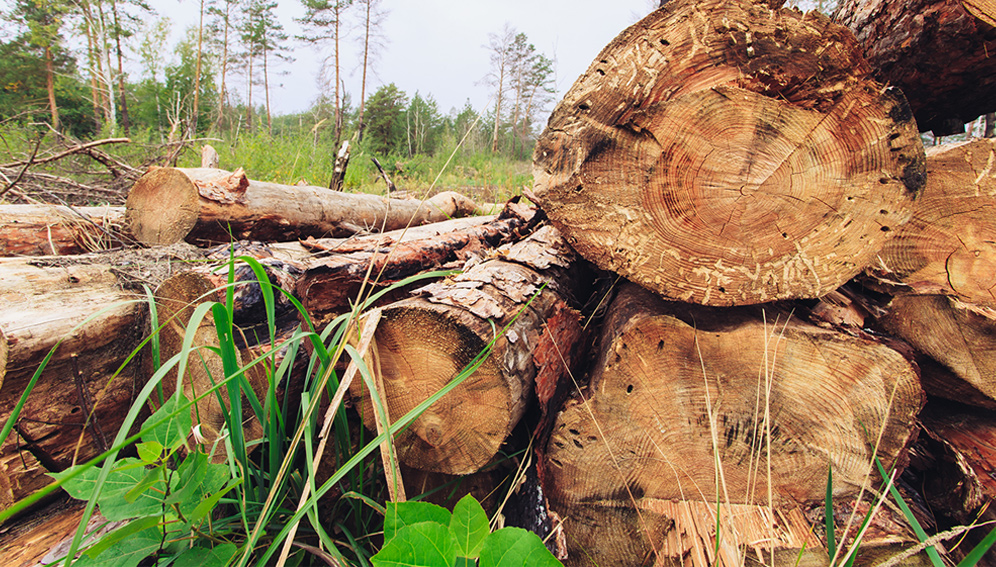 Déforestation du Bassin du Congo : Un Défi majeur pour l’Afrique Subsaharienne.